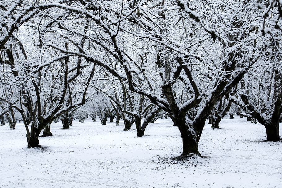 Hazelnut, snow, Willamette Valley, Oregon, snow covered trees, cold temperature, winter, tree, plant, branch