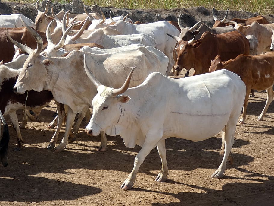 senegal, herd, oxen, ruminant, cattle, breeding, savannah, horn, mammal, domestic animals