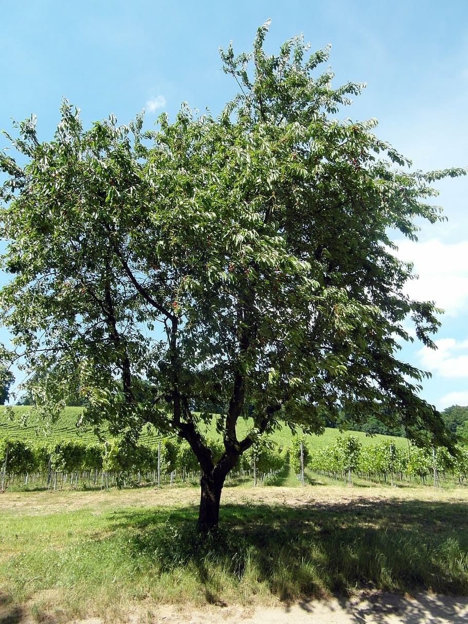 odenwald, cereja, fruta, árvore frutífera, vinho, verão, caminhadas, árvore, plantar, crescimento
