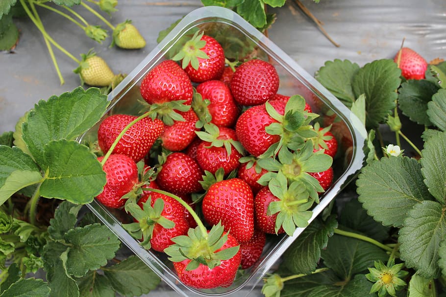 strawberries, garden, farm, strawberry, organic, fruit, green, berry, gardening, sweet