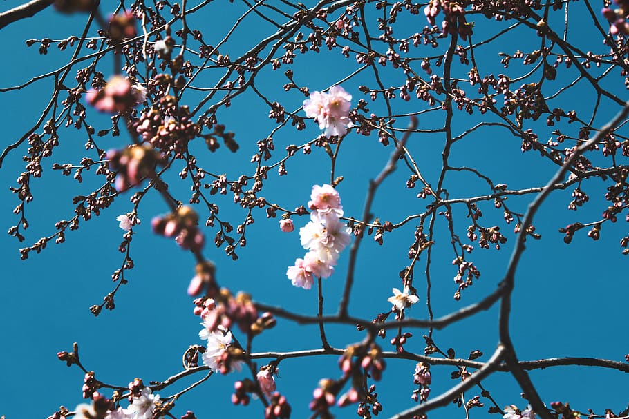 flowers, nature, blossoms, branches, stems, stalk, white, pink, petals, trees