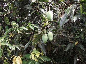 マンゴーの木は写真 Pxfuel