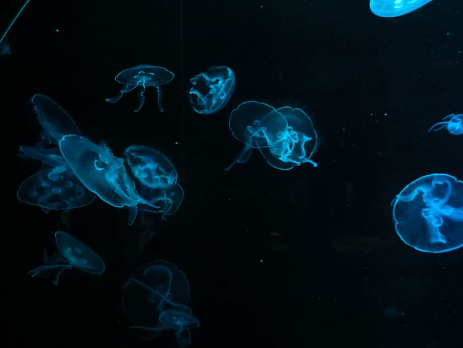jellyfish, aquarium, animal themes, invertebrate, sea, animals in the wild, animal, water, group of animals, swimming