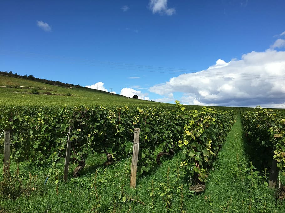 vineyard, burgundy, france, wine, bourgogne, sky, landscape, field, plant, land