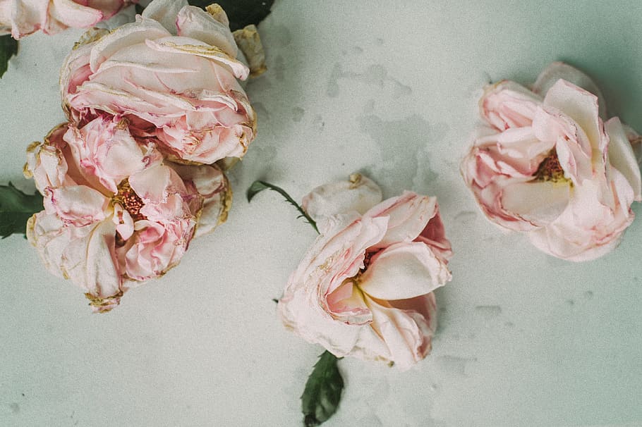 cuatro, flores de pétalos de color rosa y blanco, flores secas, desteñidas, rosadas, marchitas, floom, rosa, frescura, planta