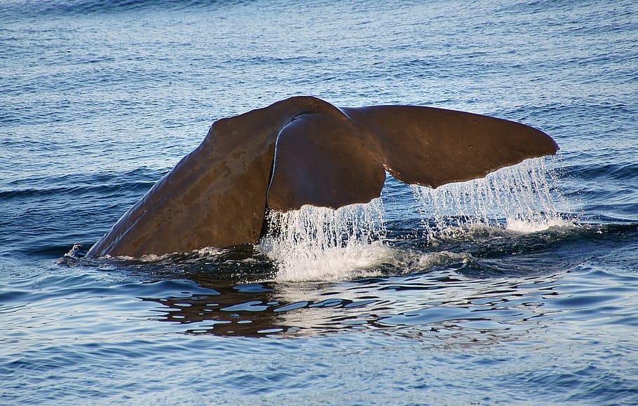Paus Sperma, foto paus hitam, air, laut, satu hewan, mamalia air, mamalia, tepi laut, hewan margasatwa, tema hewan