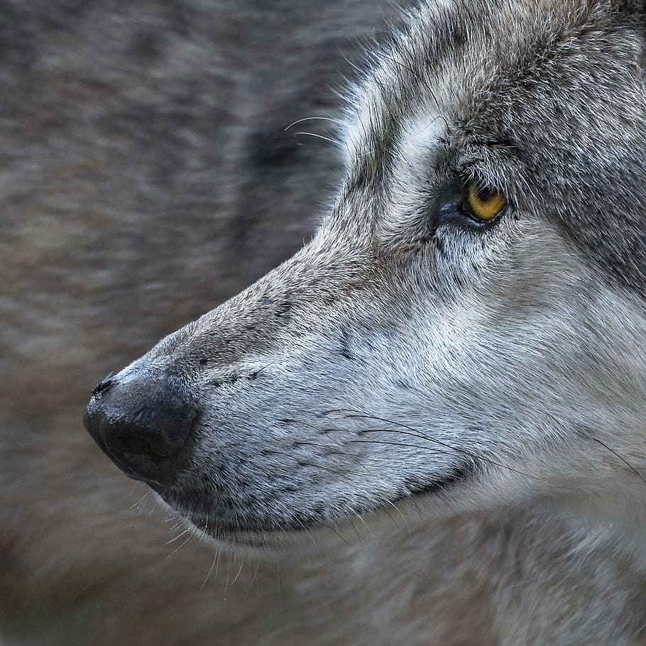 gray wolf, wolf, close up, fly, predator, animal, wild, one animal, animal  themes, mammal | Pxfuel