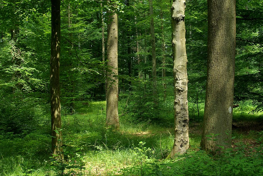 hutan, hutan campuran, pohon, alam, kehutanan, hijau, menanam, tanah, bagasi, batang pohon