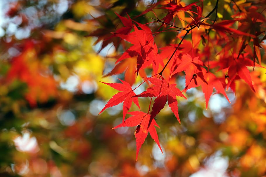 hojas de otoño, hojas, otoño, las hojas, hojas caducas, naturaleza, temporada, hoja, paisaje, república de corea