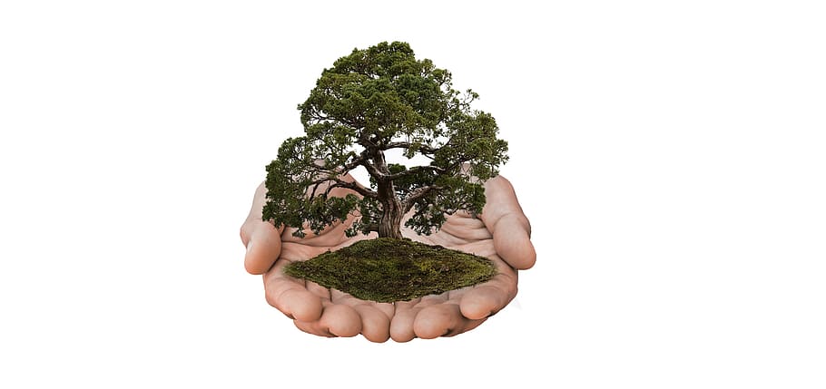 green, tree, human, palms illustration, nature, nature conservation, hands, presentation, present, keep