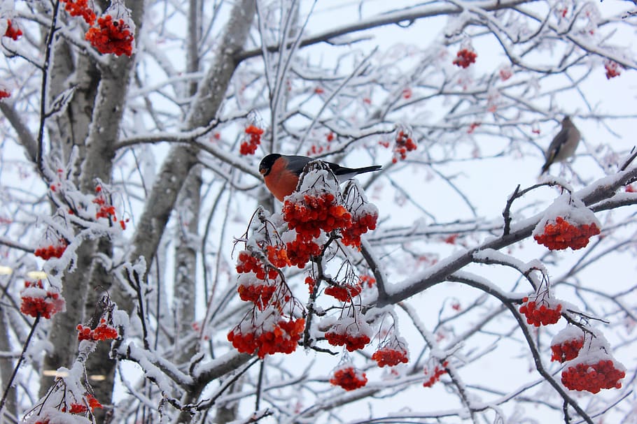 bullfinch, winter, birds, cold temperature, snow, tree, branch, plant, fruit, beauty in nature
