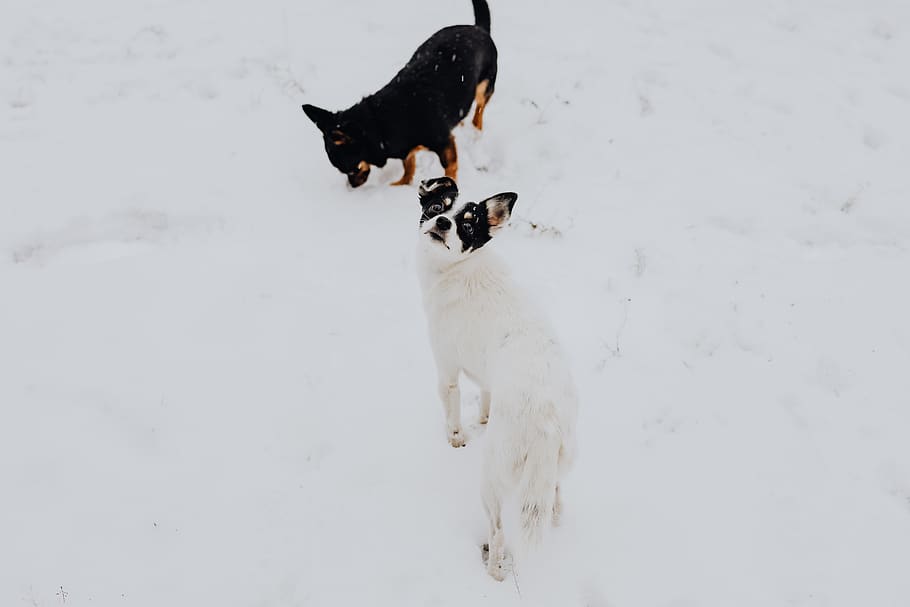 anjing, kecil, anak anjing, membelai, hewan peliharaan, hewan, salju, musim dingin, di luar, kesenangan