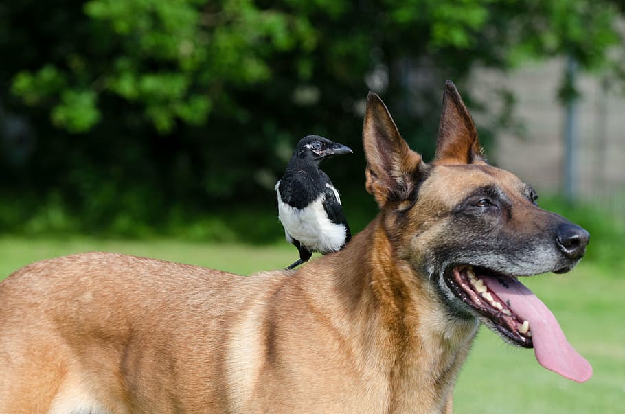 fotografi selektif, fokus, anjing berlapis pendek, hitam, burung berparuh panjang, siang hari, elster, malinois, persahabatan hewan, anjing dan burung