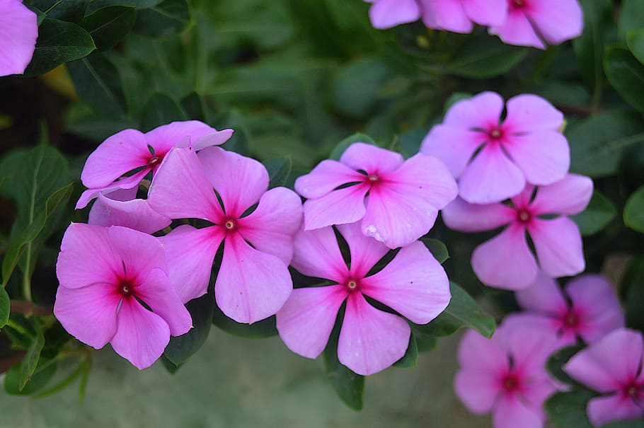 ピンクの花 秋の花 花 庭 植物 ローザ 開花植物 鮮度 花びら もろさ Pxfuel