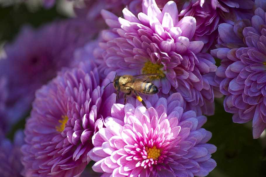 bee, flowers, summer, pollen, insect, nature, outdoors, bloom, blossom, botany
