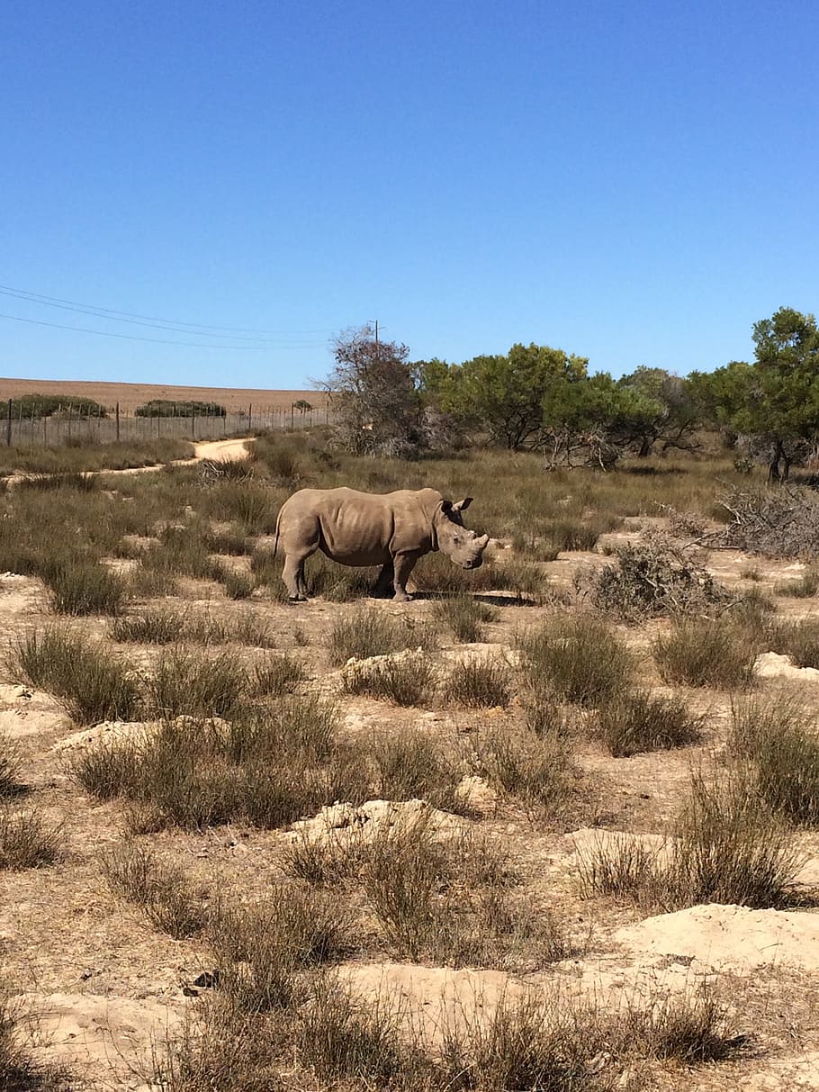 Sudáfrica, rinoceronte, desierto, animales en la naturaleza, temas de animales, animal, fauna animal, paisaje, hierba, planta
