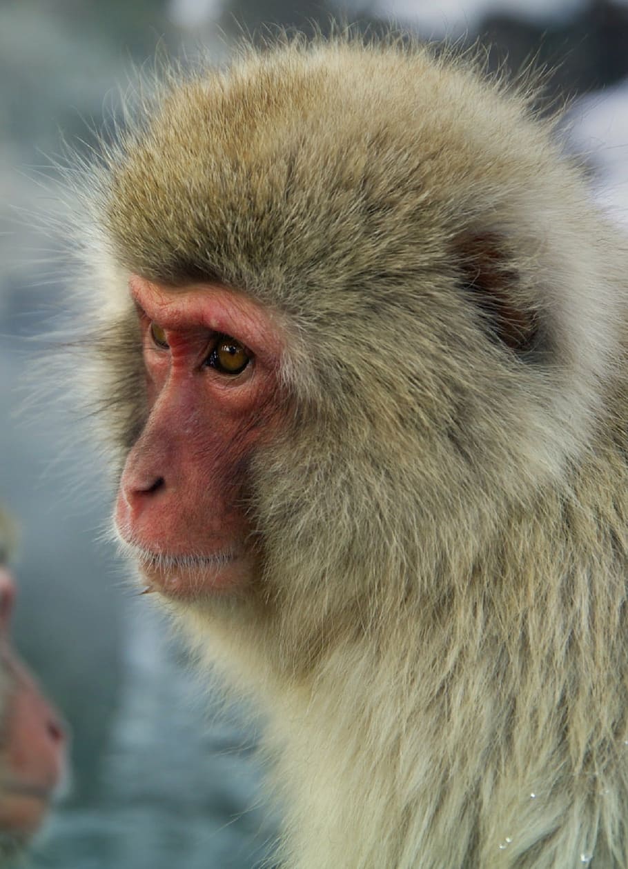 monkey, japanese macaque, snow monkey, close up, face, portrait, water, grooming, nature, primate