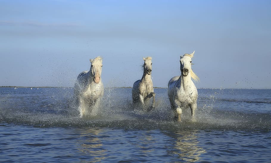 tiga, putih, kuda, berlari, tubuh, air, kuda putih, surai, lumpur, cakar