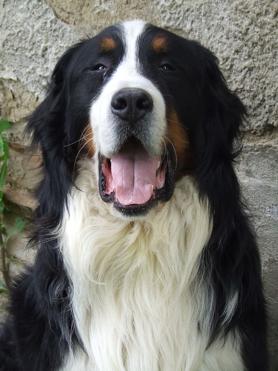 Большая Черно Белая Собака