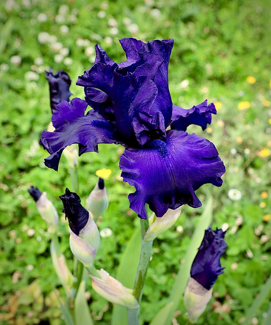 iris, violet, bunga, alam, musim semi, flora, biru, taman, tanaman berbunga, ungu