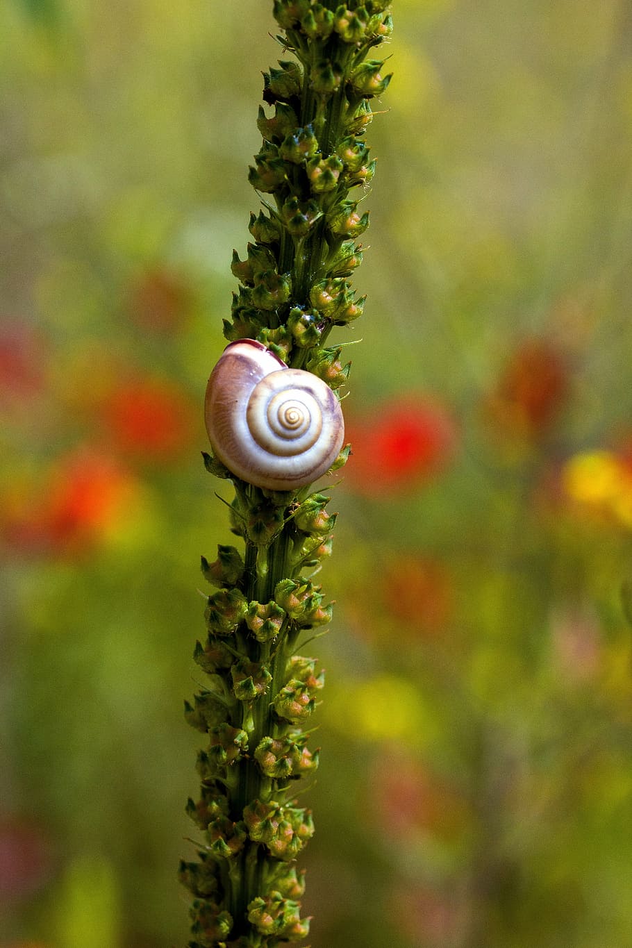 caracol, prado, planta, pastos, flora, naturaleza, primer plano, macro, animal, espiral