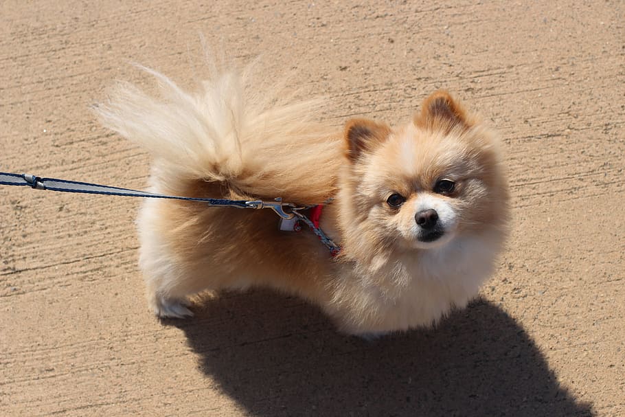 Puppy, Pomeranian, Pet, Dogs, pet dogs, ppome, the most beautiful dog in the world, dog, animal themes, pets