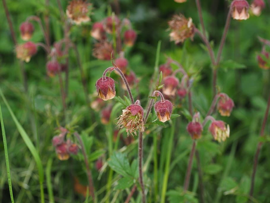 Flower, Avens, Geum Rivale, pointed flower, geum, rose greenhouse, rosaceae, inflorescence, flowers, red