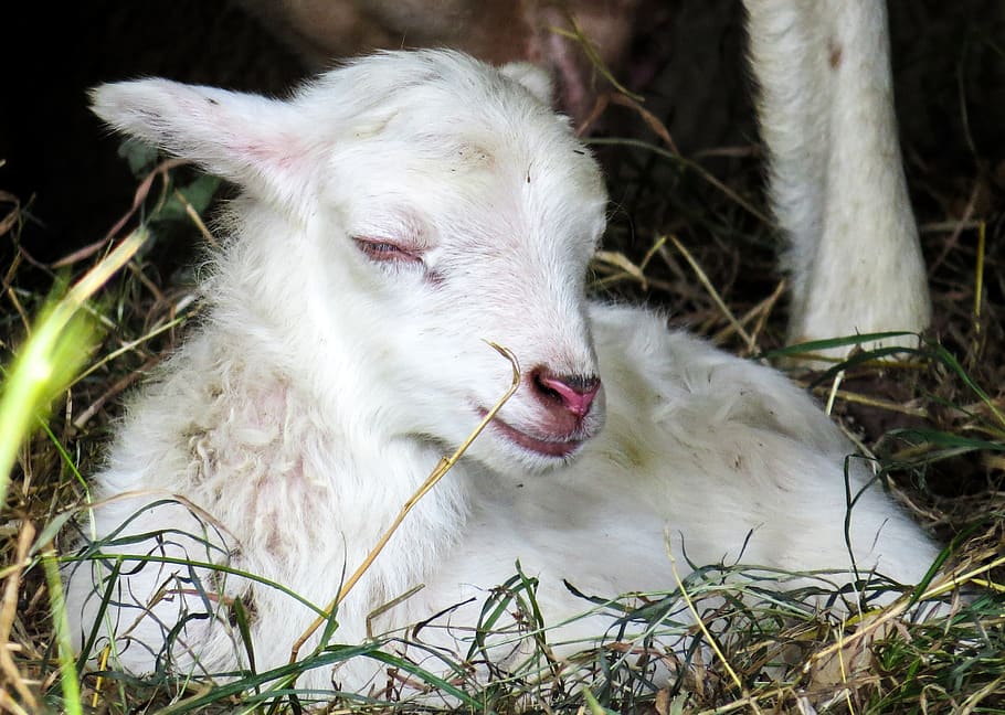 lamb, sheep, wool, young, cute, pasture, birth, passover, mammal, animal