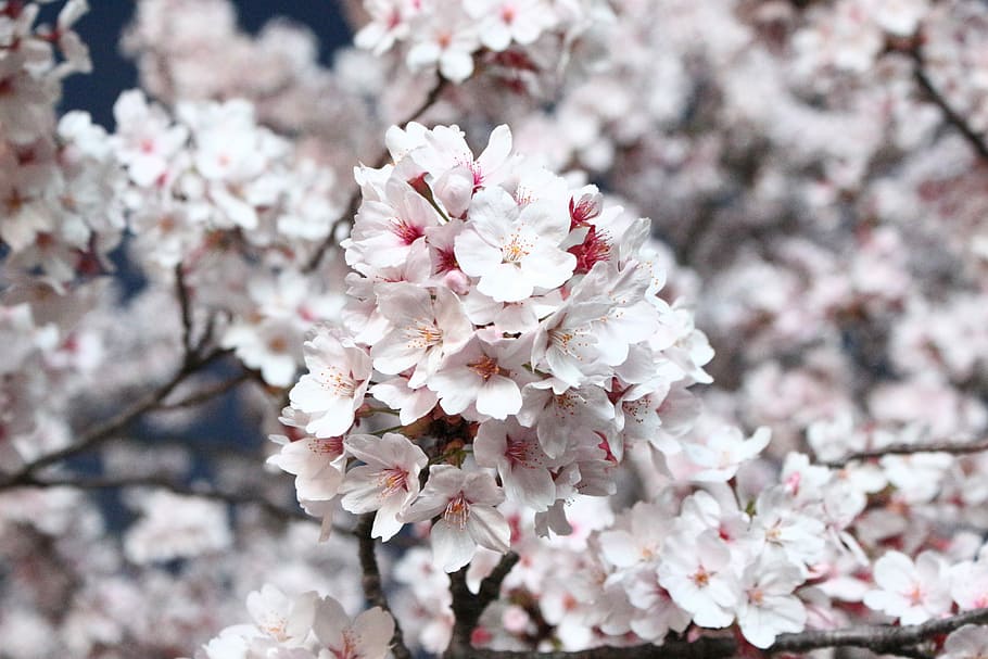 さくら, 桜, 桜の木, 花, 木, 四分の一, 季節, 韓国, 春の花, ピンク