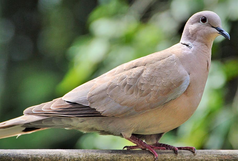 dove, bird, street deaf, city pigeon, animal, feather, poultry, nature, collared, vertebrate