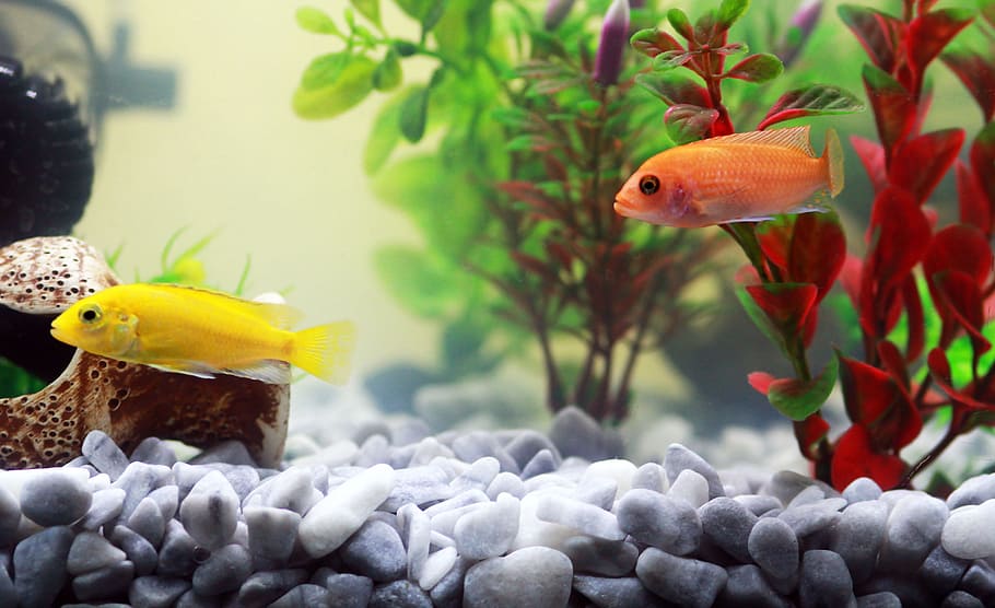 amarillo, naranja, peces, al lado, verde, rojo, planta, pescado, acuario, pez amarillo