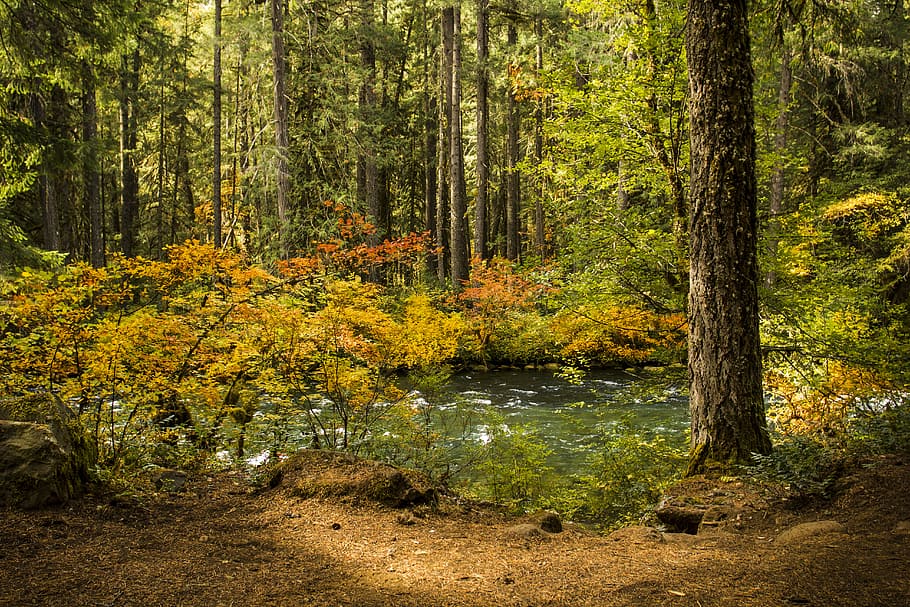 Fall, color, McKenzie river, Oregon, green trees, forest, tree, plant, land, tranquility