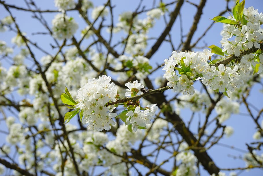 桜, 枝, 白, 花, 木, 開花小枝, 鳥チェリー, サクラ属, サクラ, バラの温室