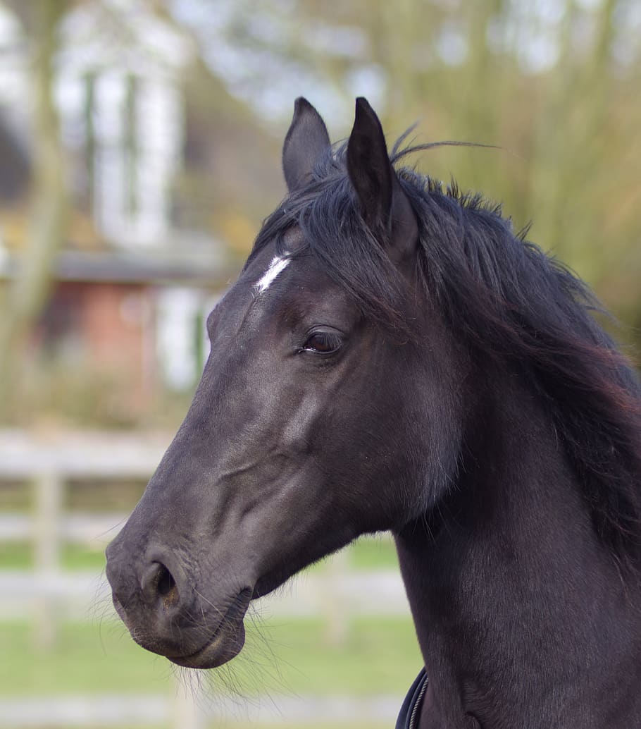 horse, mare, flighty, black, horse riding, riding, farm, stable, purebred, domestic animals