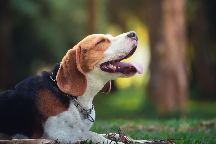 adorável, beagle, filhote de cachorro beagle, belo, raça, marrom, canino, cão, amigo, grama