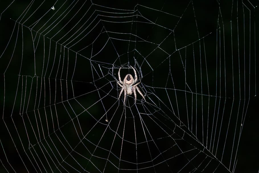 araña, telaraña, arácnido, trampa, complejidad, web juntos, red, web, miedo, patrón