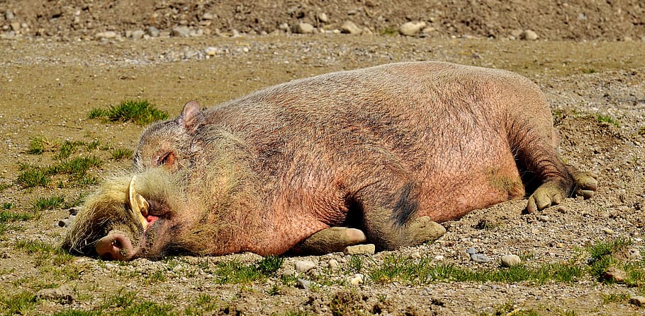 wild, boar, lying, ground, sleep, relaxed, concerns, pig, sow, bristles
