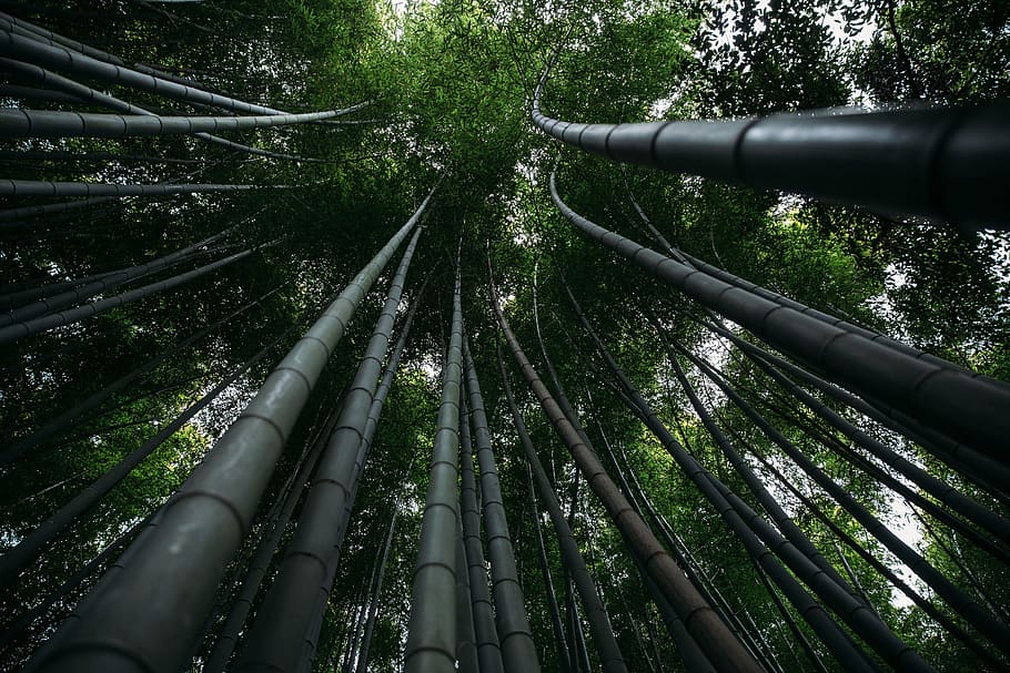 pohon, hutan, Woodland, Kyoto, Jepang, alam, Warna hijau, bambu - Tanaman, di luar rumah, rumpun bambu