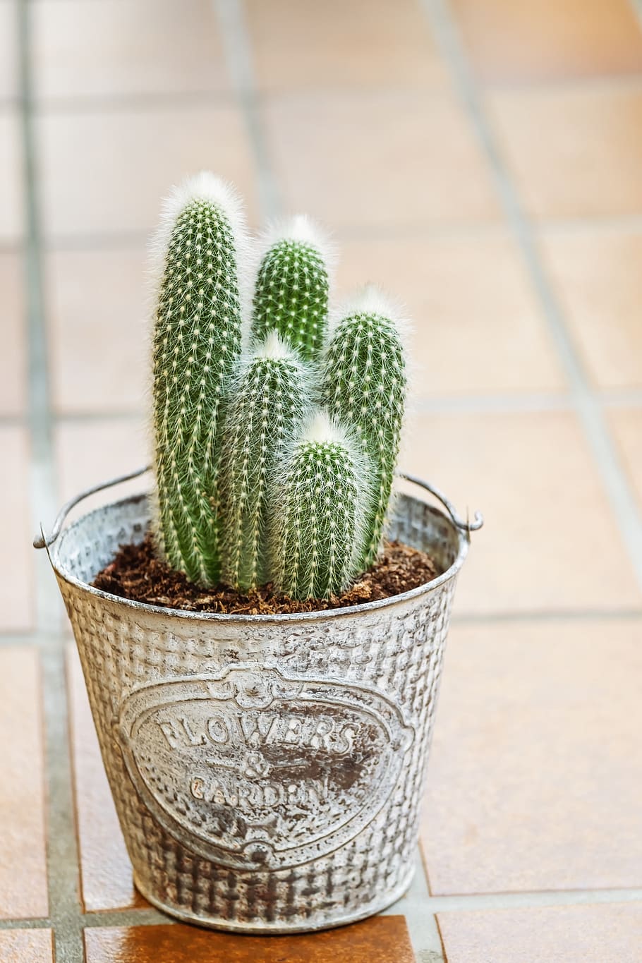 cactus, houseplant, plant, green, pot, flowerpot, potted plant, prickly, thorn, botanical