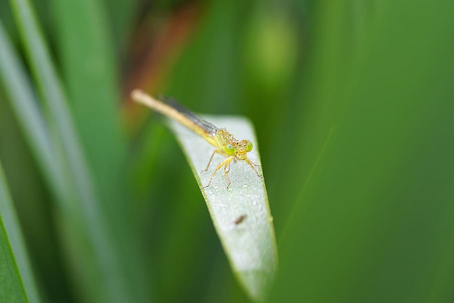 insect, butterfly, frog, glass, dew, dewdrops, insecta, summer, damselfly, insects