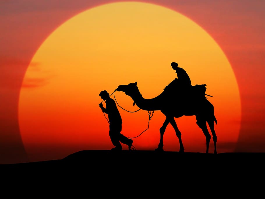 camello, puesta de sol, silueta, desierto, personas, cielo, temas de animales, animal, camel train, fondo de pantalla 4k