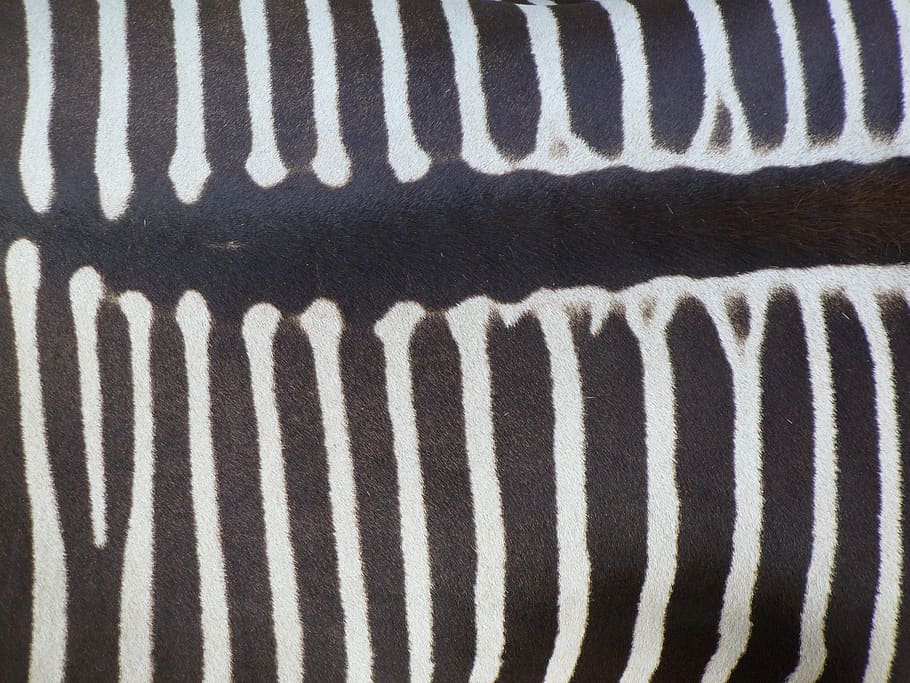 zebra kembali, kuda zebra, hewan, penyeberangan, hitam dan putih, garis-garis, Pandangan atas, gambar, zebra, Afrika