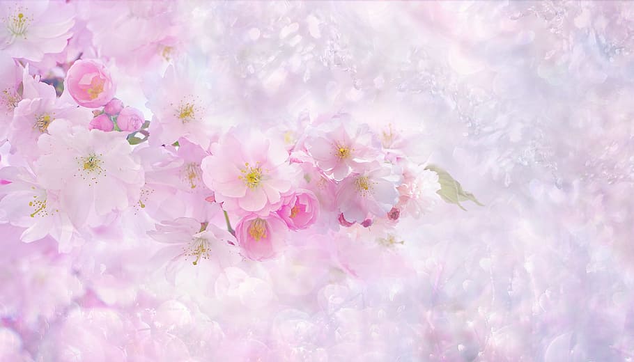 cherry, blossom, digital, wallpaper, nature, flower, plant, summer, background, floral