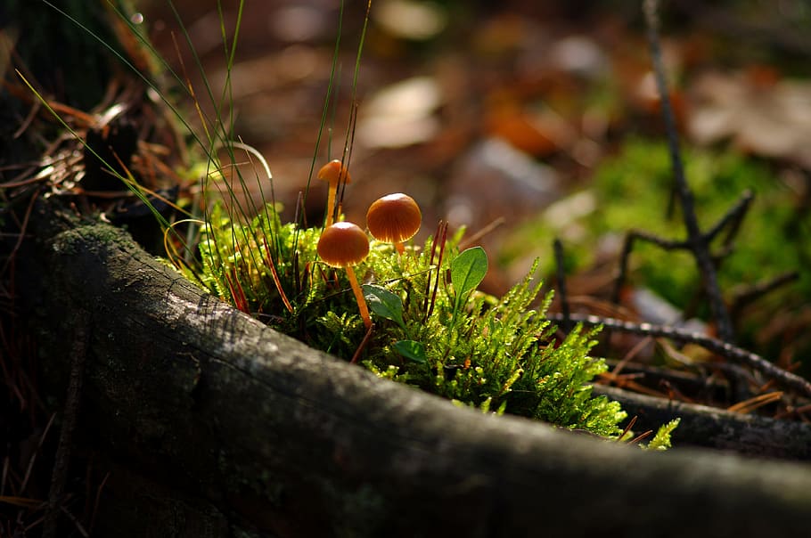 brown, mushrooms, autumn, forest, mushroom, fleece, nature, leaf, autumn gold, litter