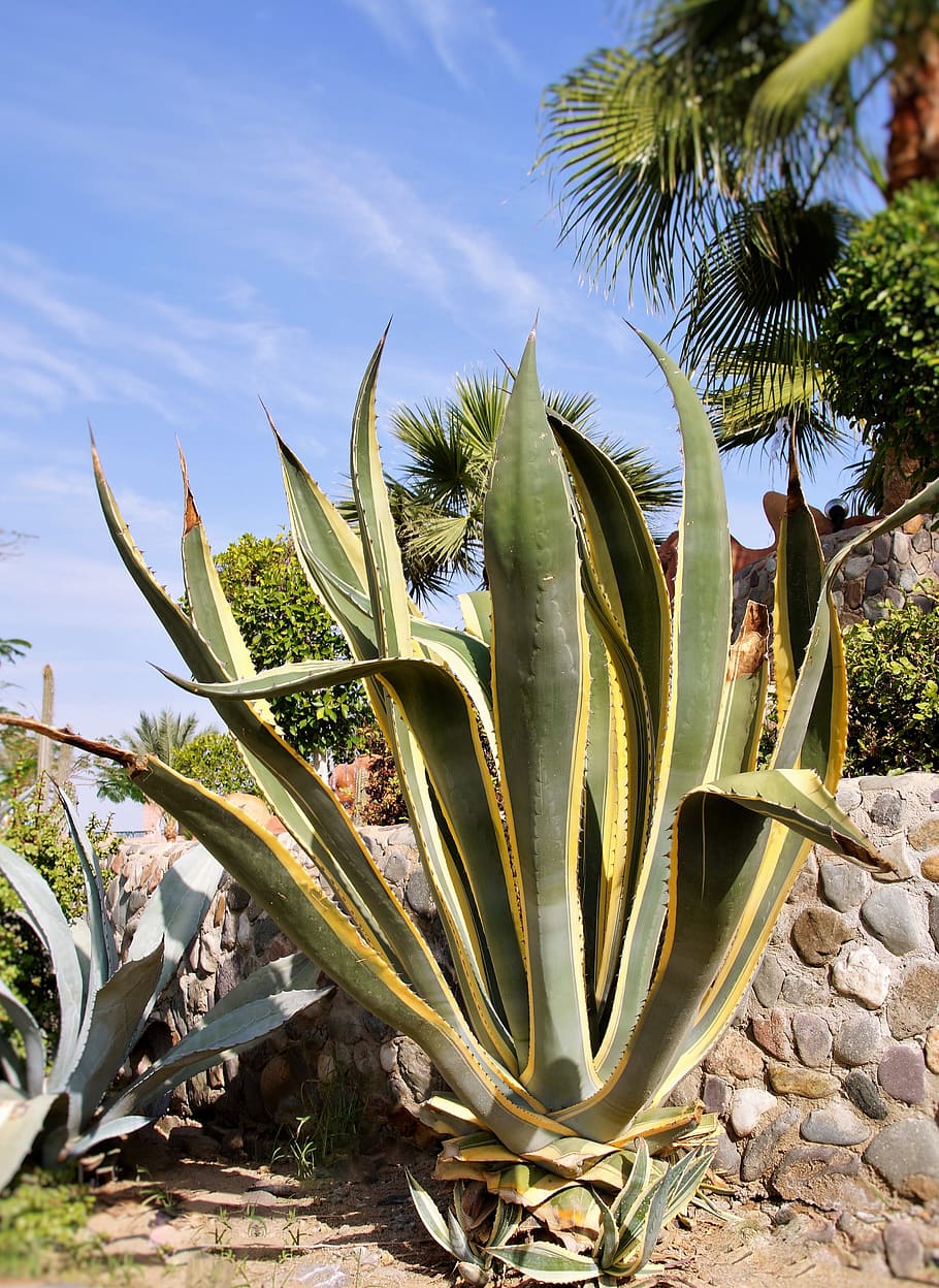 Cactus, Aloe, Exotica, Heat, Spines, growth, plant, nature, leaf, succulent plant