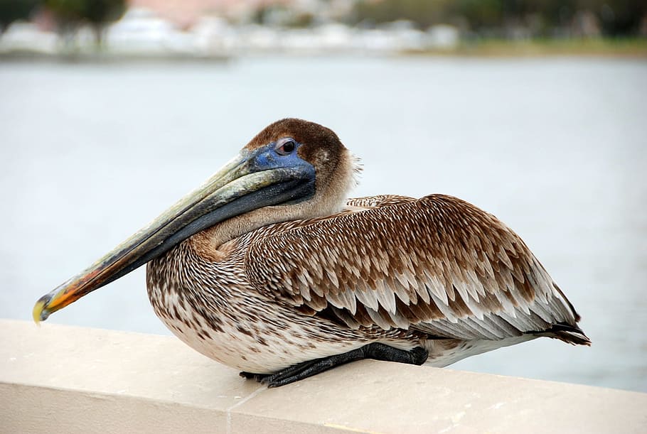 bird, pelican, water bird, birds, nature, water, waterfowl, animals, pelicans, rest