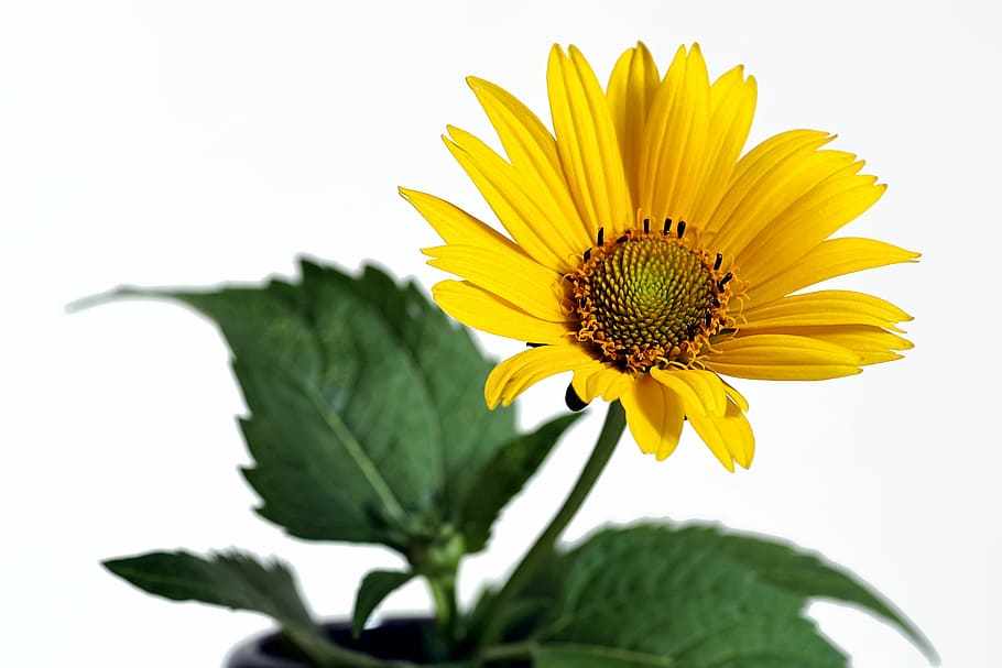Flower, Yellow, Garden, Asteraceae, green, foliage, the petals, yellow flower, single, horizontally