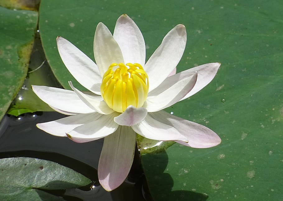 Lily, Flower, Waterlily, Water Lily, lily, flower, banana lily, white, petal, plant, leaf