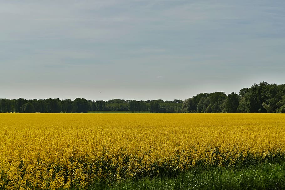 country, nature, field, colza, rape, agriculture, commodity, yellow, trees, beauty in nature
