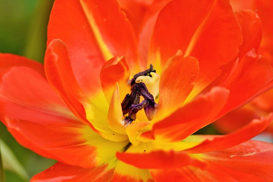 rojo, amarillo, flor de tulipán, fotografía de primer plano, tulipán, schnittblume, flores de primavera, sello, estambres, pétalos